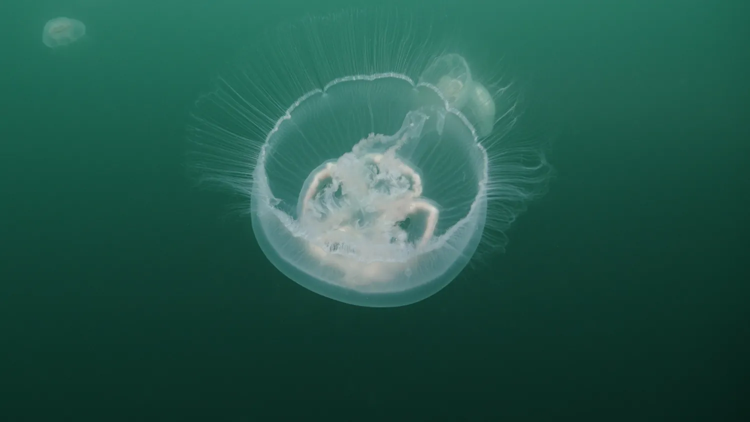Underwater jellyfish