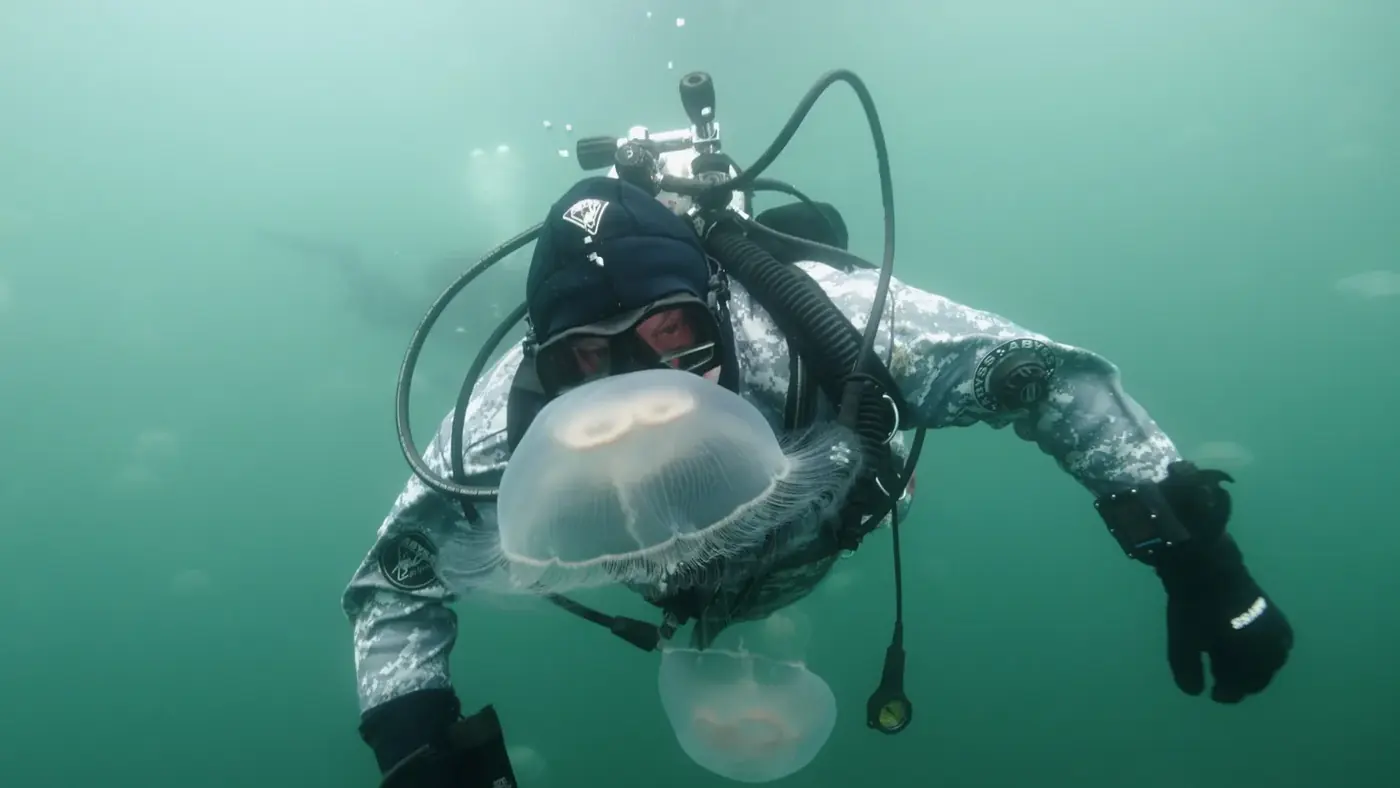Diver and jellyfish