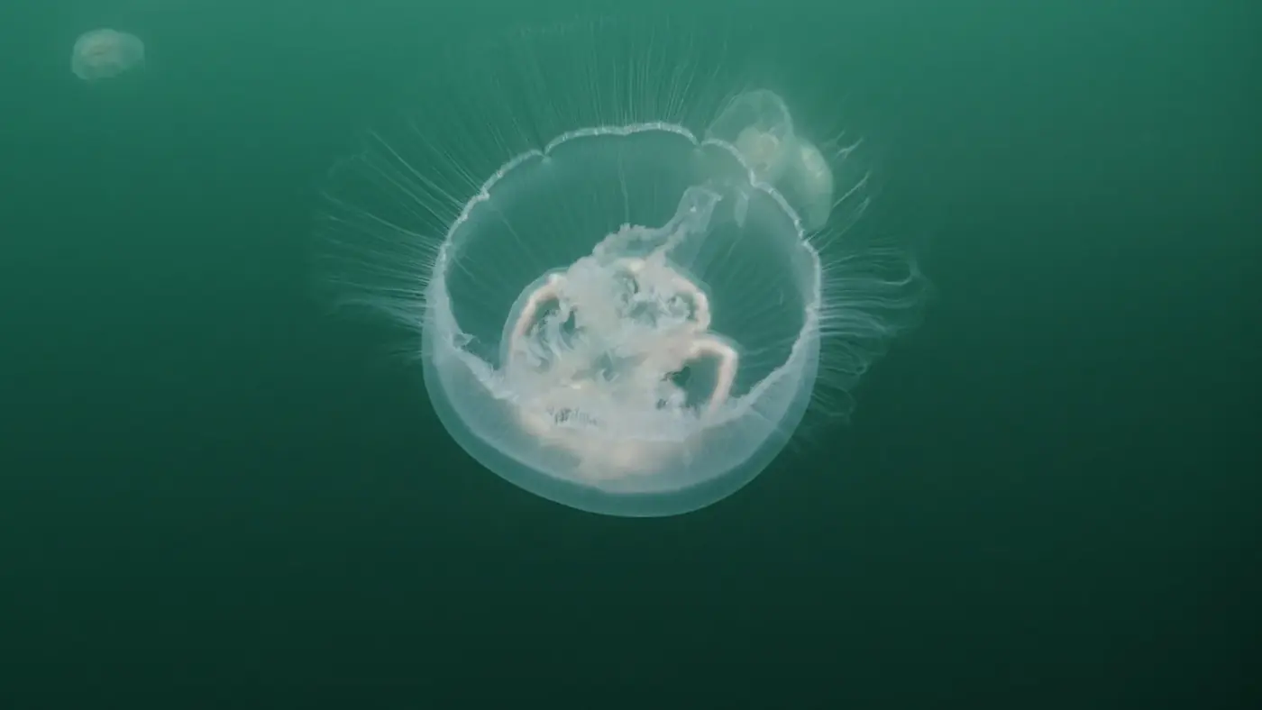 Jellyfish